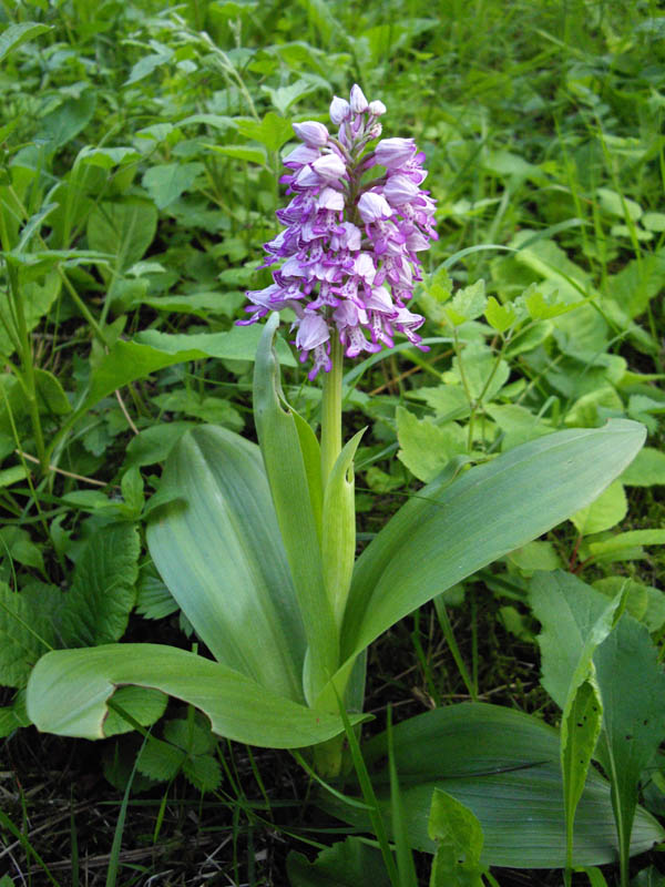 Orchis militaris